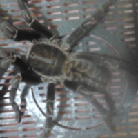 Haplopelma sp vietnam