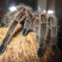 Meet Stella.  She is a rose hair tarantula