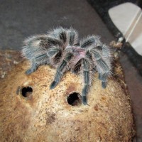 Meet Stella.  She is a rose hair tarantula