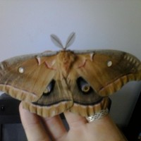 Moth ID please