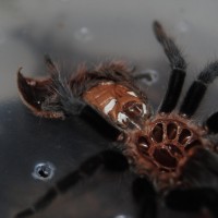 B. Vagans 3 inch