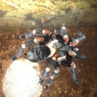 Brachypelma auratum?