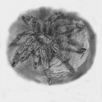 Grammostola Rosea