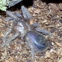 0.0.1 Brachypelma albopilosum