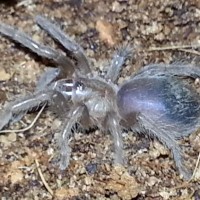 0.0.1 Brachypelma albopilosum