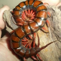 Scolopendra Subspinipes