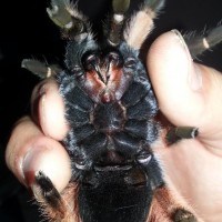 please sex my mexican red leg tarantula