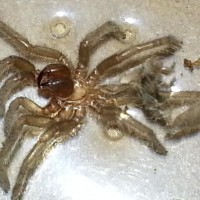 Fizgig (B. albo) freshly molted