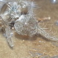 Fizgig (B. albo) freshly molted