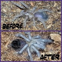 Fizgig (B. albo) freshly molted