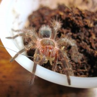 Gramastola Pulchripes