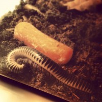 Millipedes