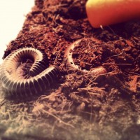 Millipedes