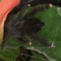 Help identify this avicularia...