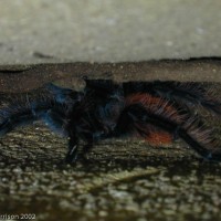 unknown Tarantula