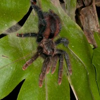 Avicularia hirschi