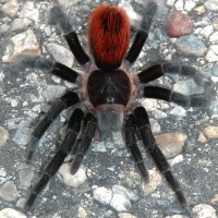 Brachypelma vagrans - Chiapas