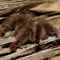 Ecuadorian Avicularia, side view