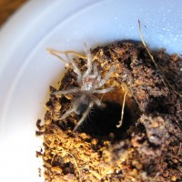 Aphonopelma hentzi 4th instar