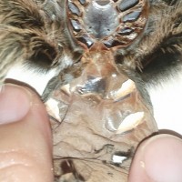 My Rosie Finally Molted