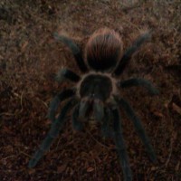 Peter my male B. vagans