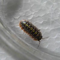 pill bug montenegro