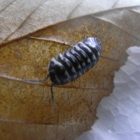 pill bug a.maculatum