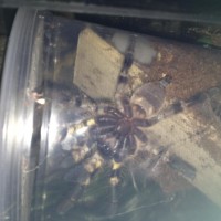 P. regalis