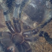 P. regalis