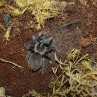 Zilla my Brachypelma Vagan