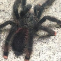 Avicularia Avicularia