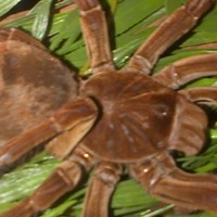 theraphosa blondi