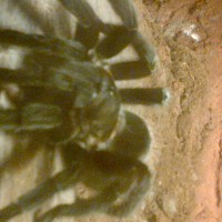 brachypelma vagans