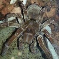 theraphosa blondi