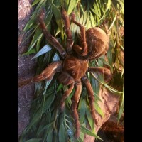 theraphosa blondi