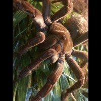 theraphosa blondi