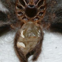 Avicularia avicularia