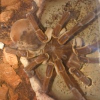 theraphosa blondi