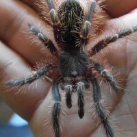 G. Pulchripes in a good mood