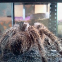 Grammostola porteri