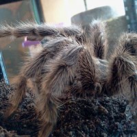 Grammostola porteri