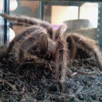 Grammostola porteri