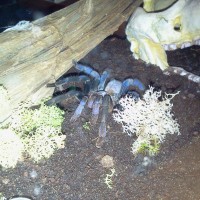 Haplopelma lividum