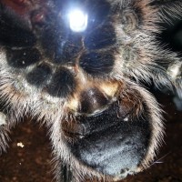 G. Pulchripes