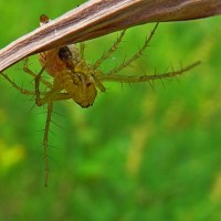 Lynx spider from Serbia