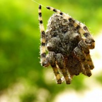 Orb weaver Serbia