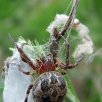 Araneus sp.