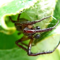 Araneus sp. male