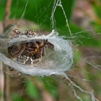 Araneus sp.