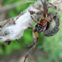 Araneus sp.